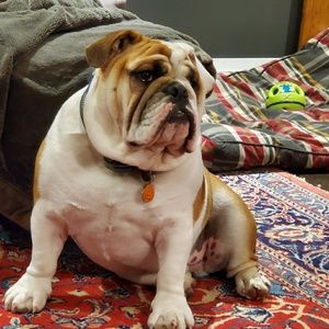 Meet your Posher, Dora